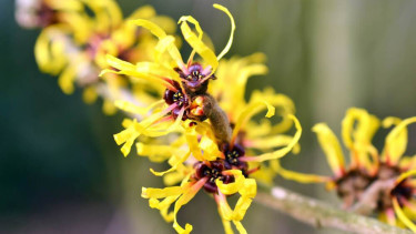 Witch Hazel