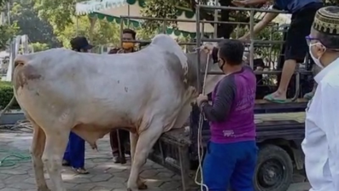 Sapi qurban di Surabaya mengamuk, penjaga sampai patah jari