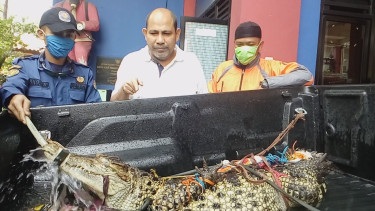 Geger, buaya besar muncul di Depok