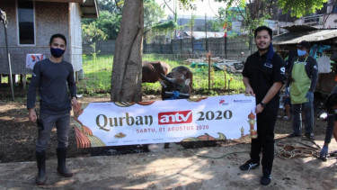 Qurban ANTV
