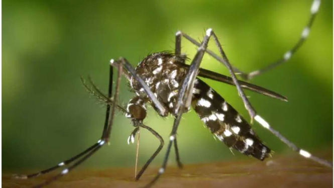 Nyamuk Aedes aegypti