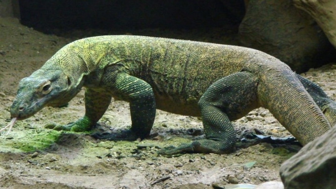 Komodo.