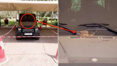 Mobil Mercedes-Benz dipakai jadi sarang burung Merpati.