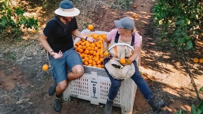 Sekitar 130,000 pemegang working holiday visa (WHV) biasanya dipekerjakan di sektor pertanian di berbagai wilayah Australia.