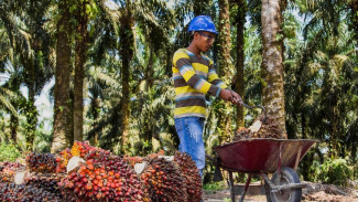 Topaz, Budidaya Kelapa Sawit Berkelanjutan yang Menjanjikan