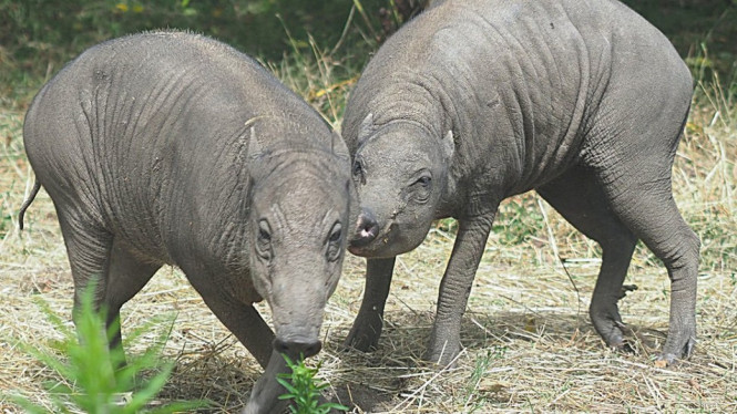 Babirusa bernama Budi dan Beth tiba di kebun binatang London. BBC Indonesia