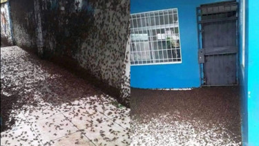Gedung sekolah penuh dengan jangkrik. 