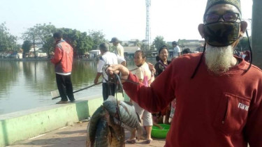 Ribuan ikan di situ di Depok, muncul ke permukaan.