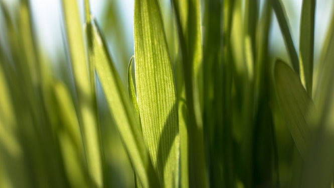 Rumput gandum atau wheatgrass.