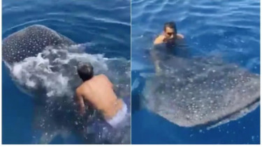 Orang menaiki ikan paus 