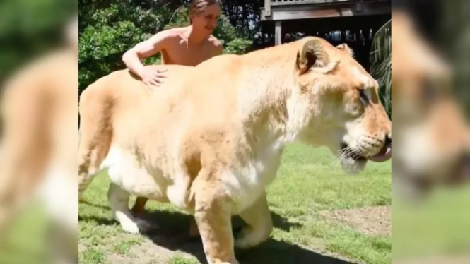 Sebuah video di Twitter seseorang bermain dengan Liger raksasa