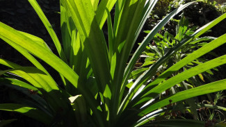 Daun Pandan Bisa Obati Asam Urat dan Diabetes, Ini Resep dari Ahli
