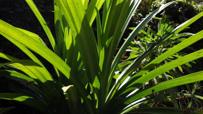 Daun Pandan