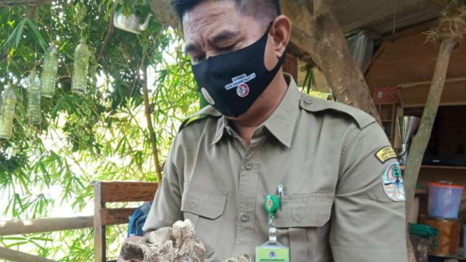  Tengkorak diduga kepala Macan Kumbang. 