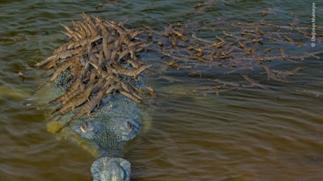Buaya beri tumpangan untuk 100 anaknya.