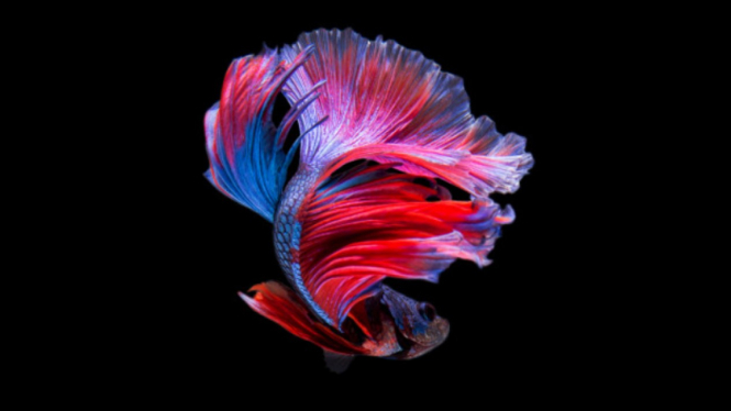 Ikan cupang.