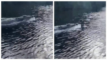 Buaya balapan dengan speedboat.