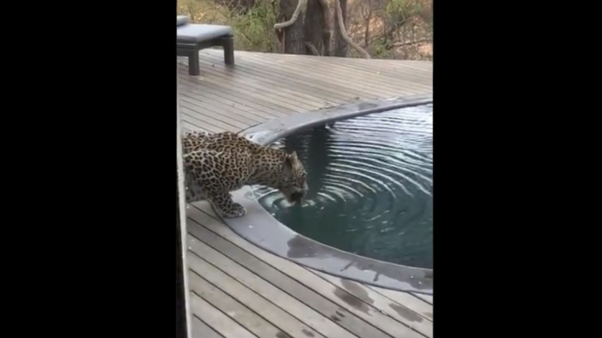 Macan tutul