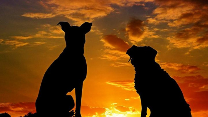 Anjing (ilustrasi)