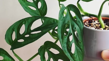Monstera atau janda bolong andasonii