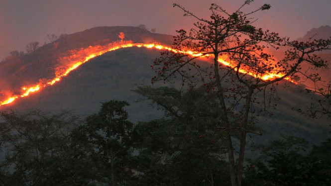 Hingga pertengahan September 2020, empat wilayah di negara berbeda dilanda karhutla terbesar sejak pengenalan data satelit observasi dua dekade lalu.-GETTY IMAGES