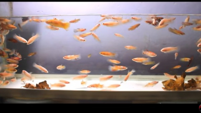 Ikan cupang koi