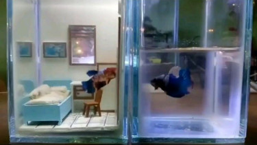 Ikan cupang