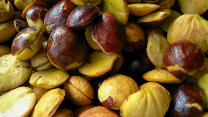 jengkol.