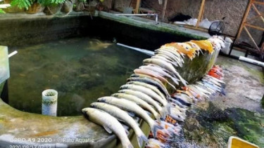 Ikan hias jenis Koi mati 