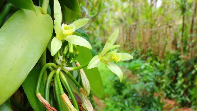 Vanilla atau vanili