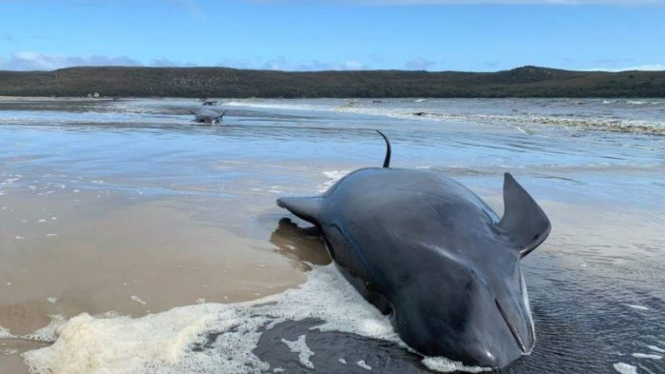 Peristiwa pendamparan 460 paus di Tasmania menjadi yang terbesar di sepanjang sejarah Australia.