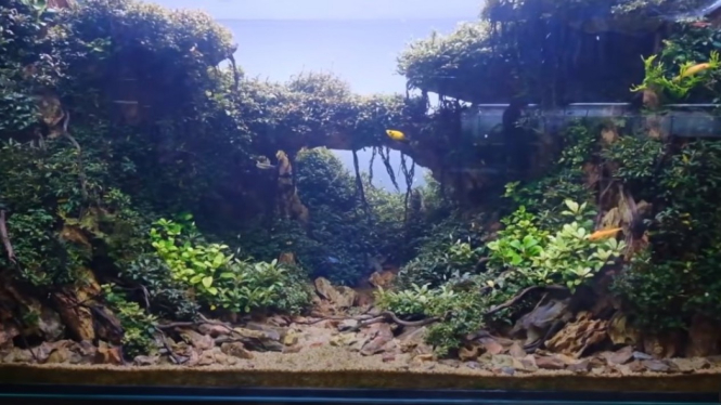 Aquascape