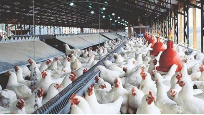 Peternakan ayam potong, Foto : (ayamkita.com)