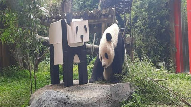 Panda di Taman Safari
