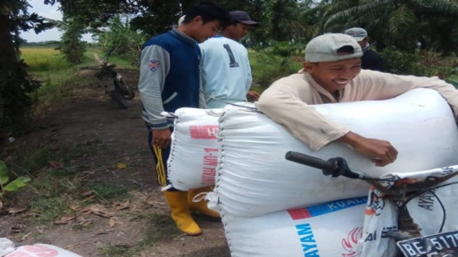 Aktivitas petani Mesuji Lampung di sawah.