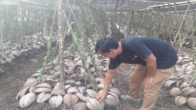 Petani tanaman vanili di Pasaman Barat (antara)