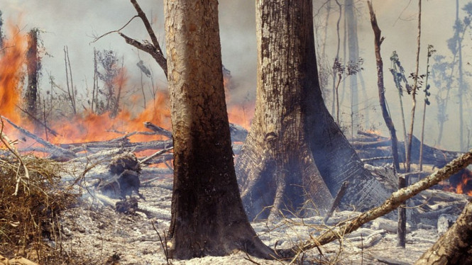 Salah satu yang menyebabkan kepunahan tumbuh-tumbuhan digusurnya habitat-habitat alami (Getty Images via BBC Indonesia)