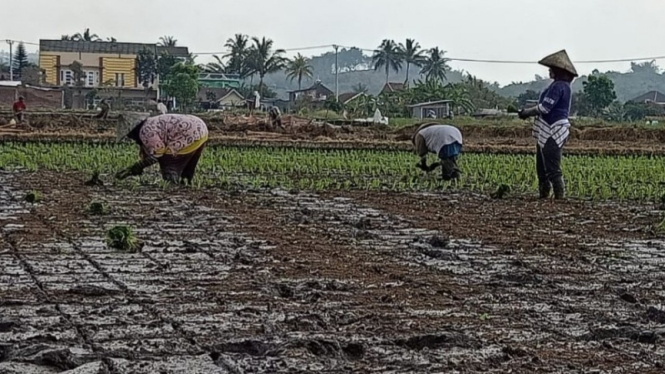 Ilustrasi petani.