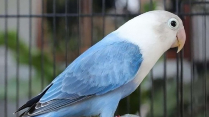 Love Bird 