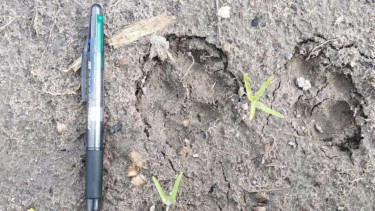 Jejak kucing raksasa bikin resah warga Bengkalis, Riau