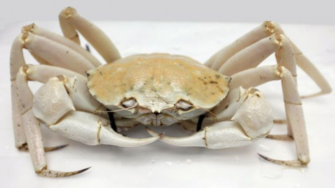 Kepiting Kristal yang dipancing di lepas pantai Australia Barat dapat dijual dengan harga lebih dari Rp3 juta per ekor.