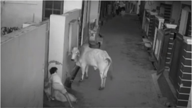 Seekor banteng menyerang seorang nenek dan cucunya.