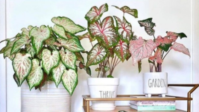 Caladium 