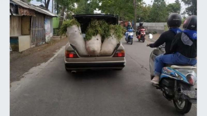 Bagasi mobil Mercedes-Benz dipakai untuk mengangkut rumput
