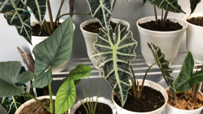Tanaman Alocasia 