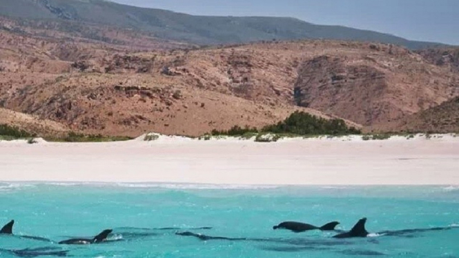 Pulau Socotra.