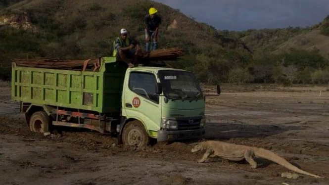 Saat komodo berhadapan dengan truk 