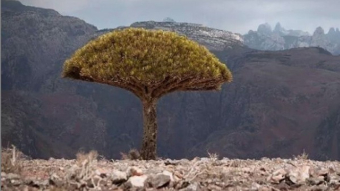 Pulau Socotra, Yaman