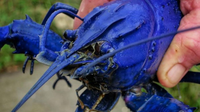 Udang berwarna biru kian banyak diminati warga Australia sebagai ikan hias untuk akuarium, menjadikan para petambak udang jenis ini semakin sibuk memenuhi permintaan.