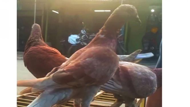 Merpati Kolong.